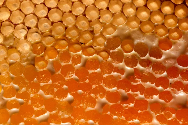 Bakgrund Gjord Vax Honeycomb Fylld Med Ekologisk Honung Makro Foto — Stockfoto