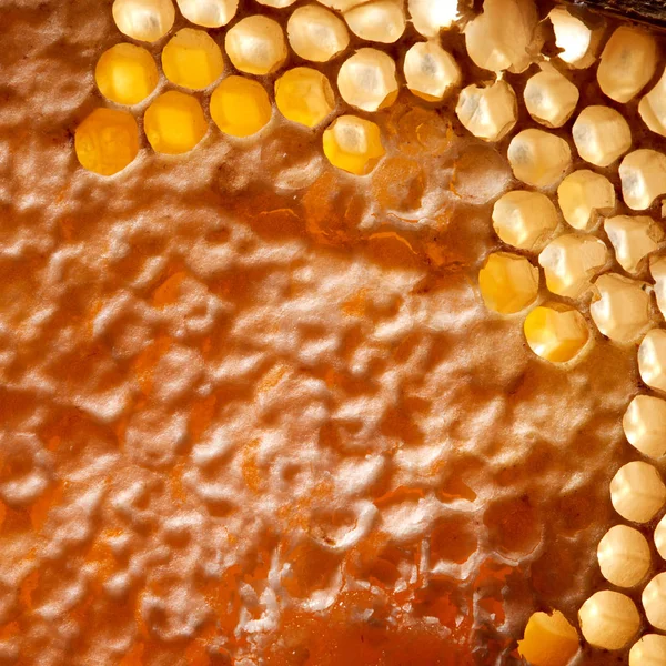 Macro Photo Organic Honey Honeycombs Network Generation Concept Top View — Stock Photo, Image