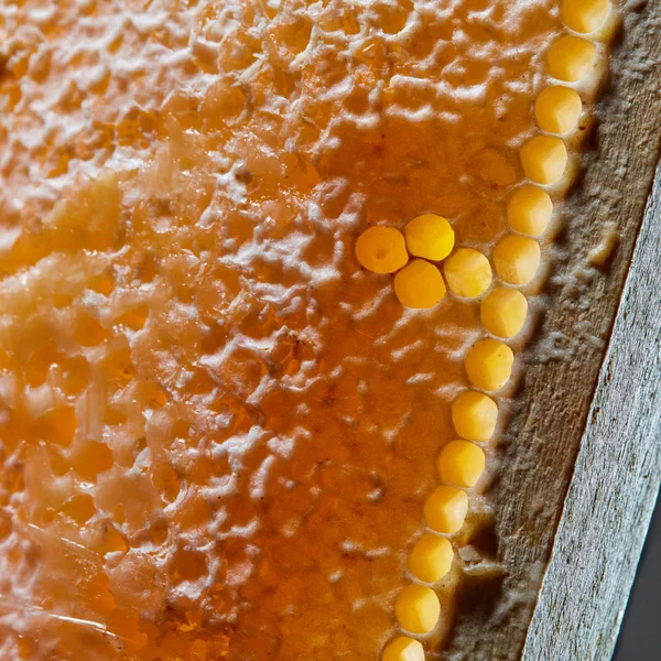 蜡蜂蜜与有机蜂蜜的宏观照片 下一代概念或网络生成 — 图库照片