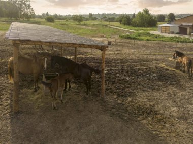 Küçük bir at ile bir kısrak at çiftliğinde tahta bir kutuda saman yiyor. Çiftlik at Arsa