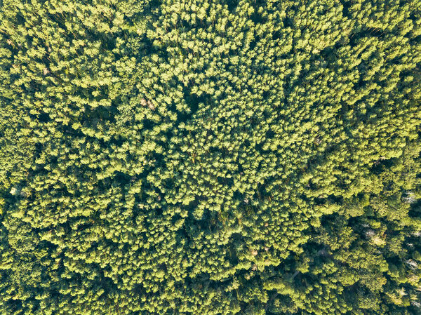 Зеленый естественный фон лиственного леса в солнечный день. Вид с воздуха с беспилотника
