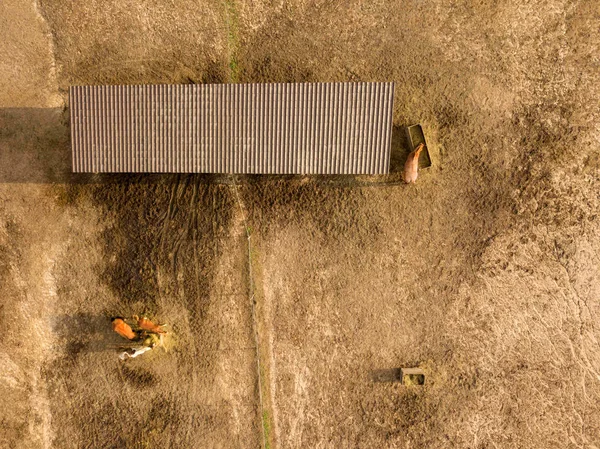 Luchtfoto Van Drone Horse Farm Met Dieren Eten Hooi Uit — Stockfoto