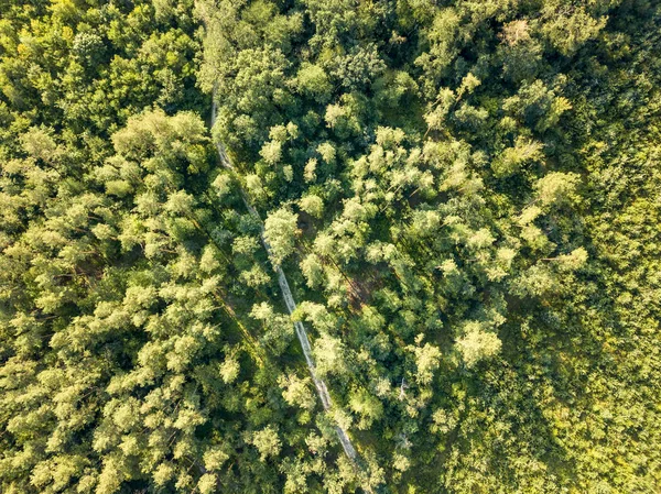 Aerial View Drone Dirt Road Passing Forest Green Trees Ecosystem — Stock Photo, Image