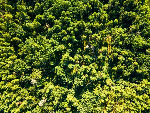 Luftaufnahme Von Der Drohne Auf Sommergrünem Wald Sonnigen Morgen Umweltschutzkonzept — Stockfoto