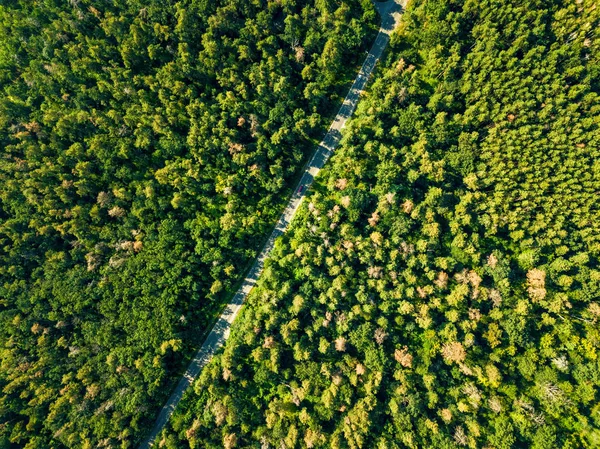 Vista Aérea Dron Bosque Verde Con Carretera Asfalto Día Soleado —  Fotos de Stock