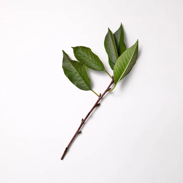 Cherry Branch Met Groene Bladeren Een Grijze Achtergrond Met Kopieerruimte — Stockfoto