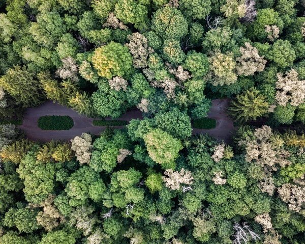 Vacker Topp Utsikt Över Grönskan Träd Sommar Dag Satellitvy Drönaren — Stockfoto