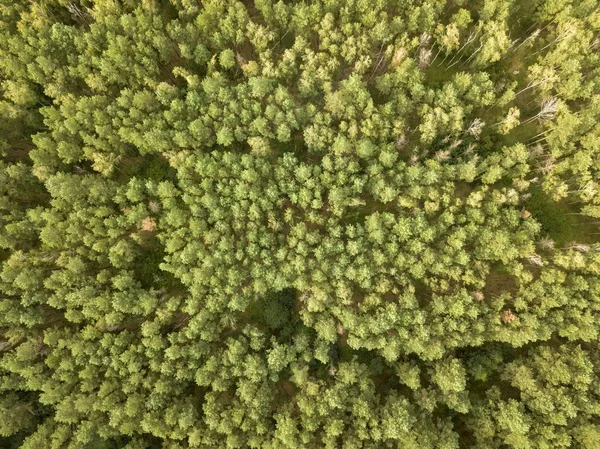 晴れた夏の日に夏の落葉樹の森のトップビュー 葉の自然な背景としてぢを持つ空中ビュー — ストック写真