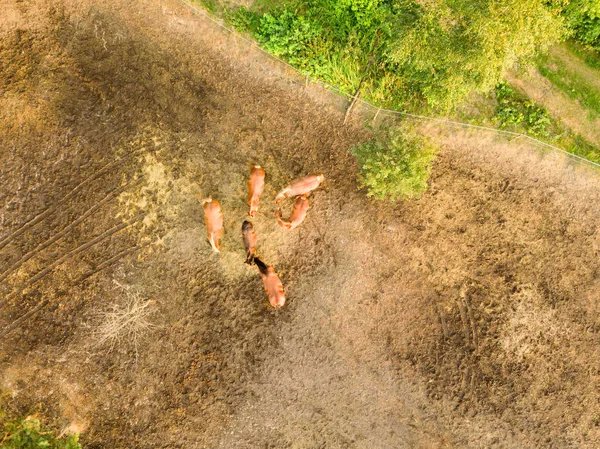 Вид Воздуха Беспилотника Фермерских Лошадей Пасущихся Идущих Летний День — стоковое фото