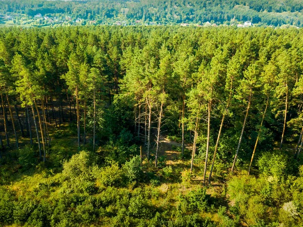 Panoramisch Uitzicht Dennenbossen Een Klein Dorp Een Zonnige Dag Luchtfoto — Stockfoto