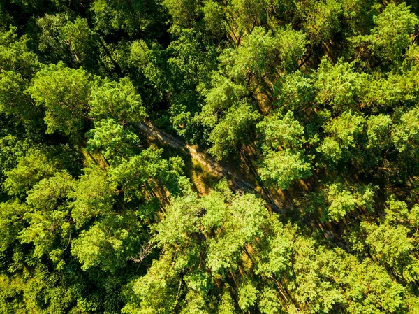 Forest Trees Aerial View Drone Green Forest Sunny Summer Day — Stock Photo, Image
