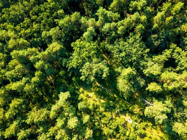 Naturlig Bakgrund Gröna Träd Skogen Solig Sommar Dag Konceptet Med — Stockfoto