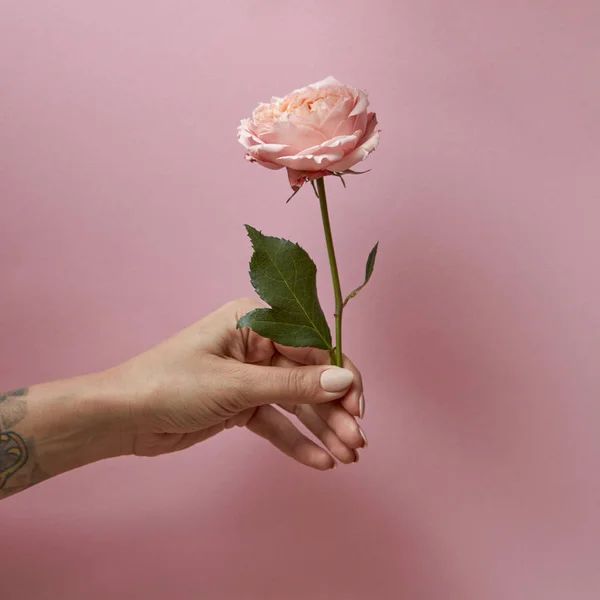 Mano Mujer Con Tatuaje Sostiene Una Rosa Sobre Fondo Rosa —  Fotos de Stock