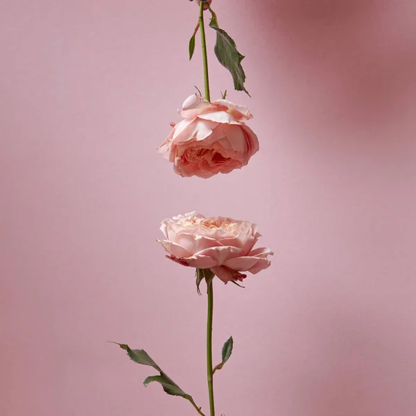 Duas Rosas Para Cima Para Baixo Fundo Rosa Com Espaço — Fotografia de Stock