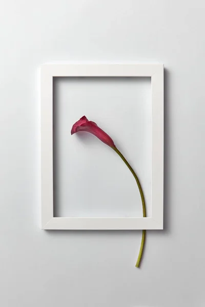 Δημιουργική Σύνθεση Φρέσκο Κόκκινο Λουλούδι Κάμας Ένα Πλαίσιο Regtangular Ανοιχτό — Φωτογραφία Αρχείου