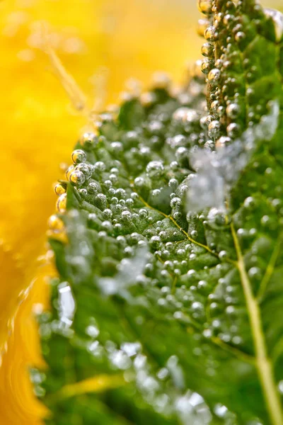 Hoja Verde Menta Cubierta Burbujas Vaso Con Agua Rodajas Limón —  Fotos de Stock