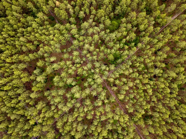 Fågelögats Ovanifrån Från Flygande Drönare Ovanför Landskap Grönt Skogsområde Med — Stockfoto