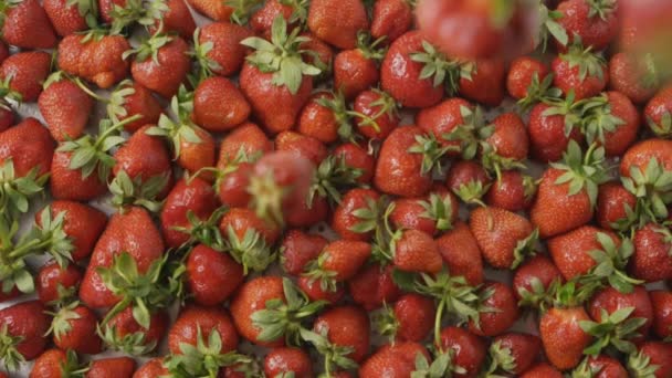 Pila Fresas Frescas Maduras Video — Vídeo de stock