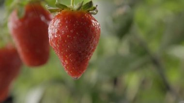 Bahçede su damlalarıyla olgun çilekler