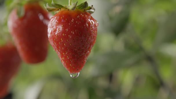Verse Rijpe Aardbeien Met Waterdruppels Tuin — Stockvideo