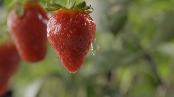 Friss Érett Szamóca Vízcseppekkel Kertben — Stock videók