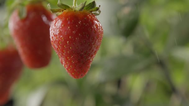 Verse Rijpe Aardbeien Met Waterdruppels Tuin — Stockvideo