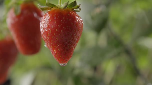 Fresh Ripe Strawberries Water Drops Garden — Stock Video