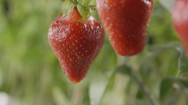 Φρέσκες Ώριμες Φράουλες Σταγόνες Νερού Στον Κήπο — Αρχείο Βίντεο