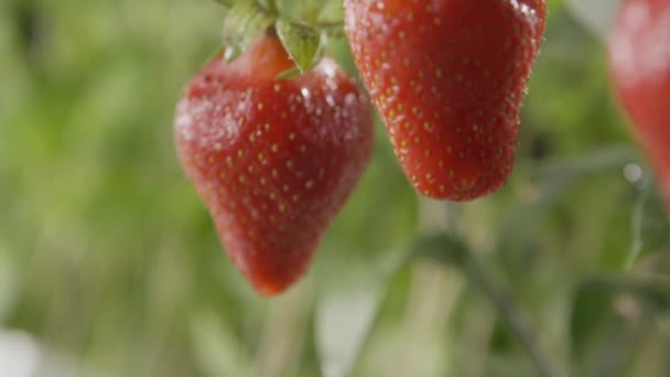 Fraises Fraîches Mûres Avec Gouttes Eau Dans Jardin — Video