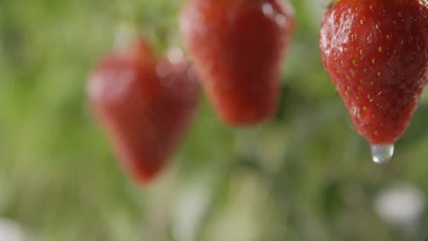 Fresas Frescas Maduras Con Gotas Agua Jardín — Vídeo de stock