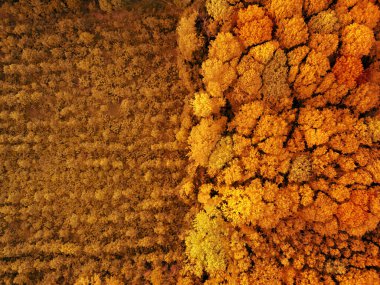 Orman alanının soyut geometrik formları fidanlar ve genç yeşil ağaçlarla ekilir. Yaz akşamında, gün batımında İHA 'nın hava görüntüsü..