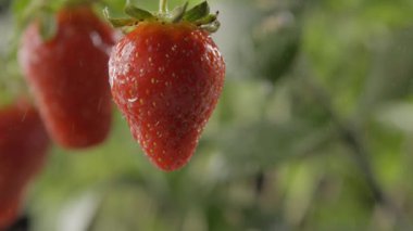 Bahçede su damlalarıyla olgun çilekler
