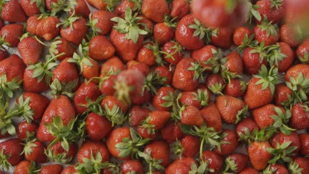 Σωρός Από Φρέσκες Ώριμες Φράουλες Βίντεο — Αρχείο Βίντεο