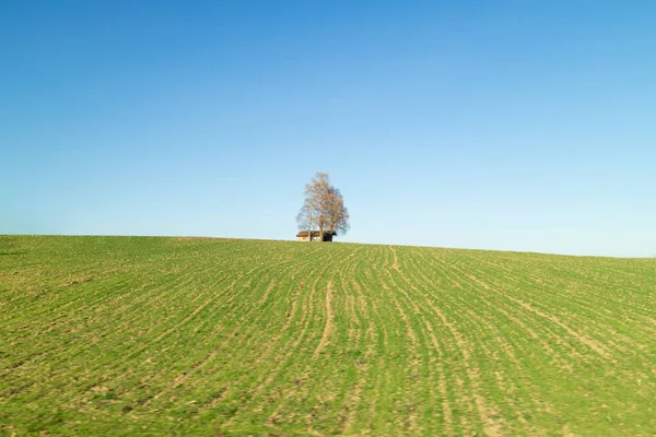 Kreativní Venkovská Krajina Osamělým Stromem Dřevěným Domem Zelených Polích Pod — Stock fotografie
