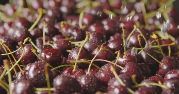 Pila Cerezas Frescas Húmedas Maduras Vídeo — Vídeos de Stock