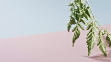 Pembe ve mavi arkaplanda hareket eden eğreltiotu dalı, kopyalama alanı. Taze yeşil bitki.