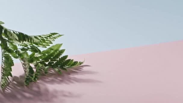Папороть Рухається Рожево Синьому Фоні Копіює Простір Свіжа Зелена Рослина — стокове відео