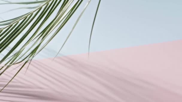 Пальмова Гілочка Рухається Рожево Синьому Фоні Копіює Простір Тропічне Зелене — стокове відео