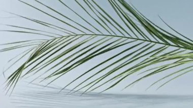 Mavi arka planda hareket eden palmiye dalı, kopyalama alanı. Tropik yeşil yapraklar