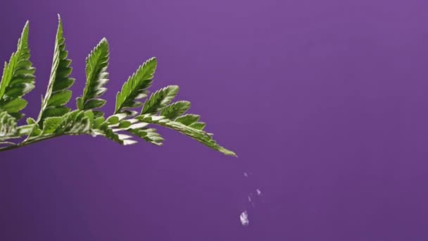 Fern Twig Falling Water Drops Copy Space Natural Background Green — Stock Video