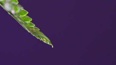 Düşen su damlaları olan eğreltiotu dalı, boşluğu kopyala. Yeşil bitkinin doğal arka planı