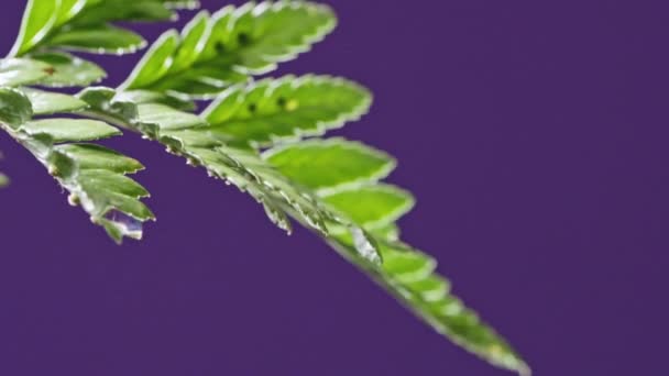 Farnzweig Mit Fallenden Wassertropfen Kopierraum Natürlicher Hintergrund Der Grünen Pflanze — Stockvideo