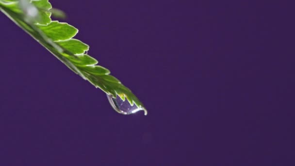 落下する水滴とシダの小枝 スペースをコピーします 緑の植物の自然背景 — ストック動画