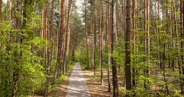 Sétautas Zöld Fákkal Erdőben Gyönyörű Sikátor Parkban Séta Egy Nyári — Stock Fotó