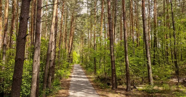 夏の晴れた日に歩くための公園の素晴らしい歩道レーンパス 森の中に緑の木々が立ち並ぶサイクリング — ストック写真