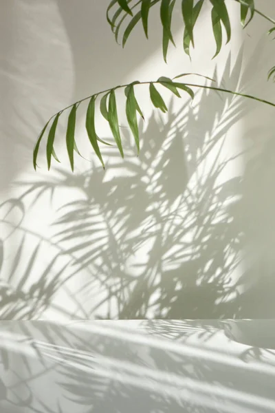 Творча Композиція Природних Гілок Вічнозеленої Тропічної Пальмової Рослини Декоративними Тінями — стокове фото