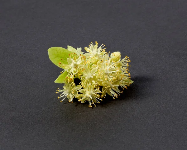 柔らかい影 コピースペースと黒の背景に隔離された小さな黄色の芳香のある花を持つリンデンまたはティリアの木の美しい開花新鮮な自然の小枝 薬用植物 — ストック写真