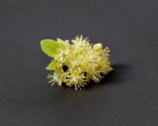 Hermosa Ramita Natural Floreciente Tilo Árbol Tilia Con Pequeñas Flores — Foto de Stock