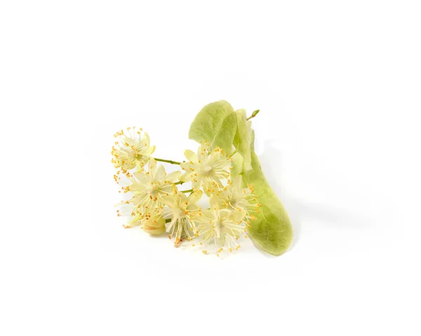 Tilleul Grandes Feuilles Tilia Branche Florissante Recouverte Petites Fleurs Jaunes — Photo