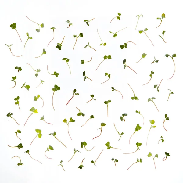 Green Pattern Freshly Picked Natural Organic Microgreen Sprouted White Background — Stock Photo, Image